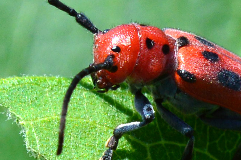 Closeup of Milkweed Beetle Head