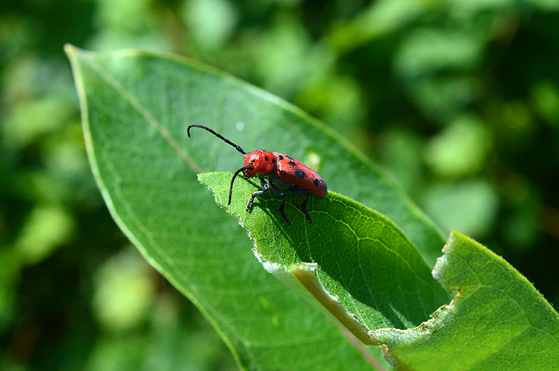 Red Milkweed Beetle on leaf