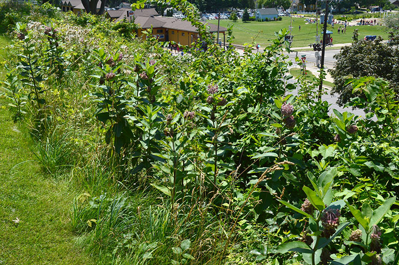 Stand of Milkweed