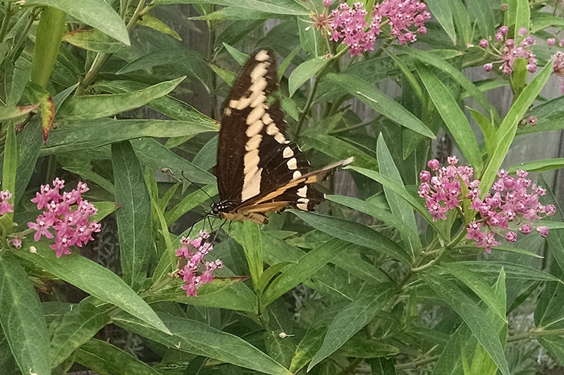 Giant Swallowtail Butterfly