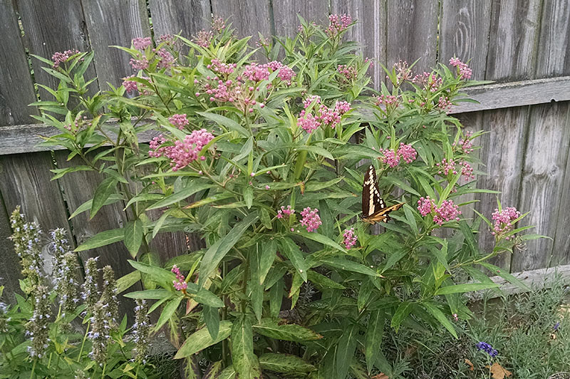 Giant Swallowtail on Swamp Milkweed