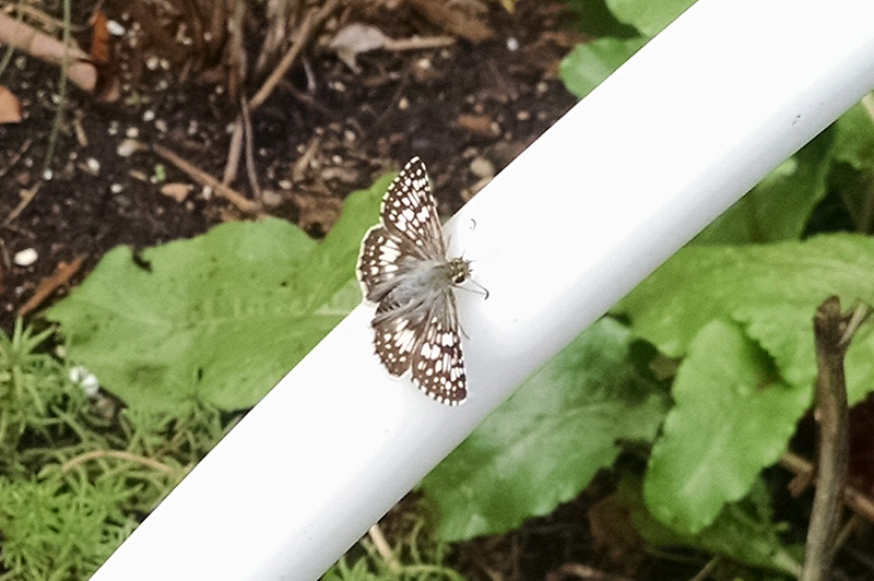 Top of Checkered Skipper Wingspan