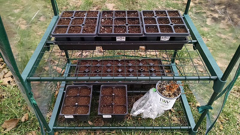 Seed Trays