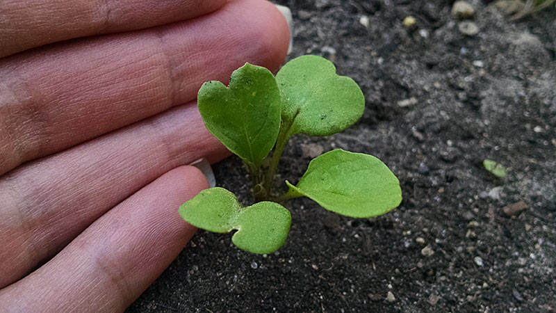 Arugula Seedling and Hand