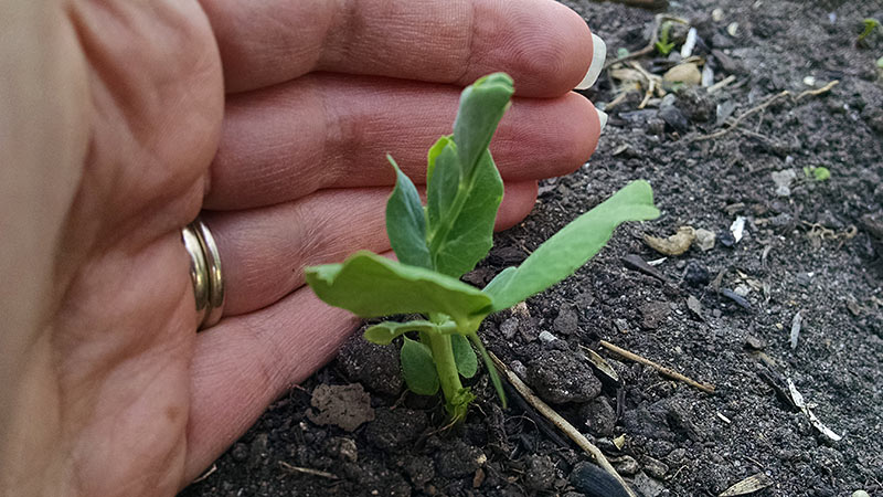 Pea Seedling and Hand