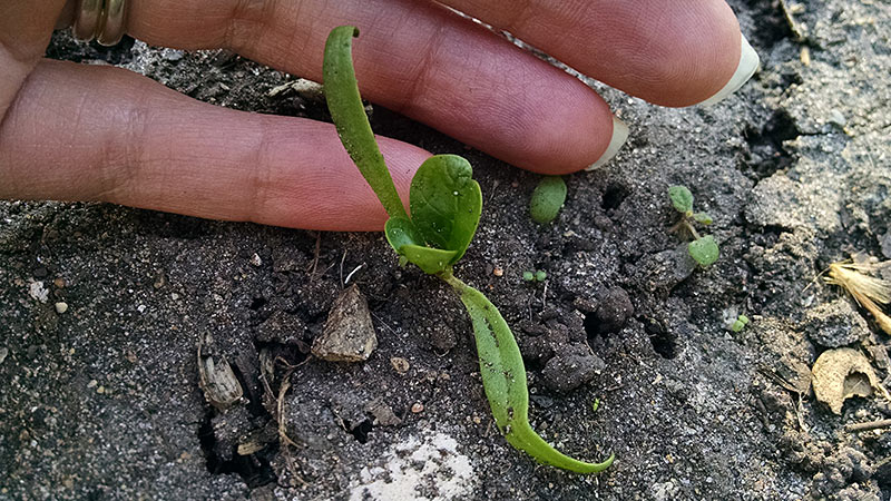 Spinach Seedling and Hand