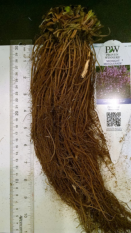 Penstemon Roots