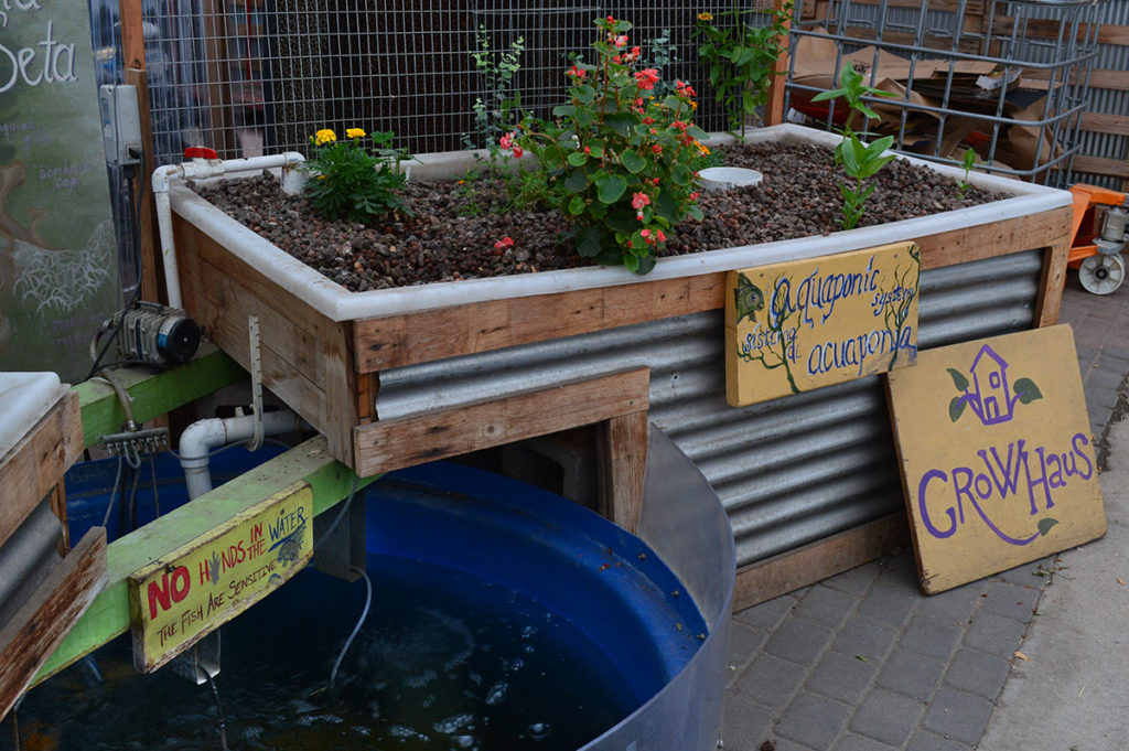 Aquaponics System at GrowHaus