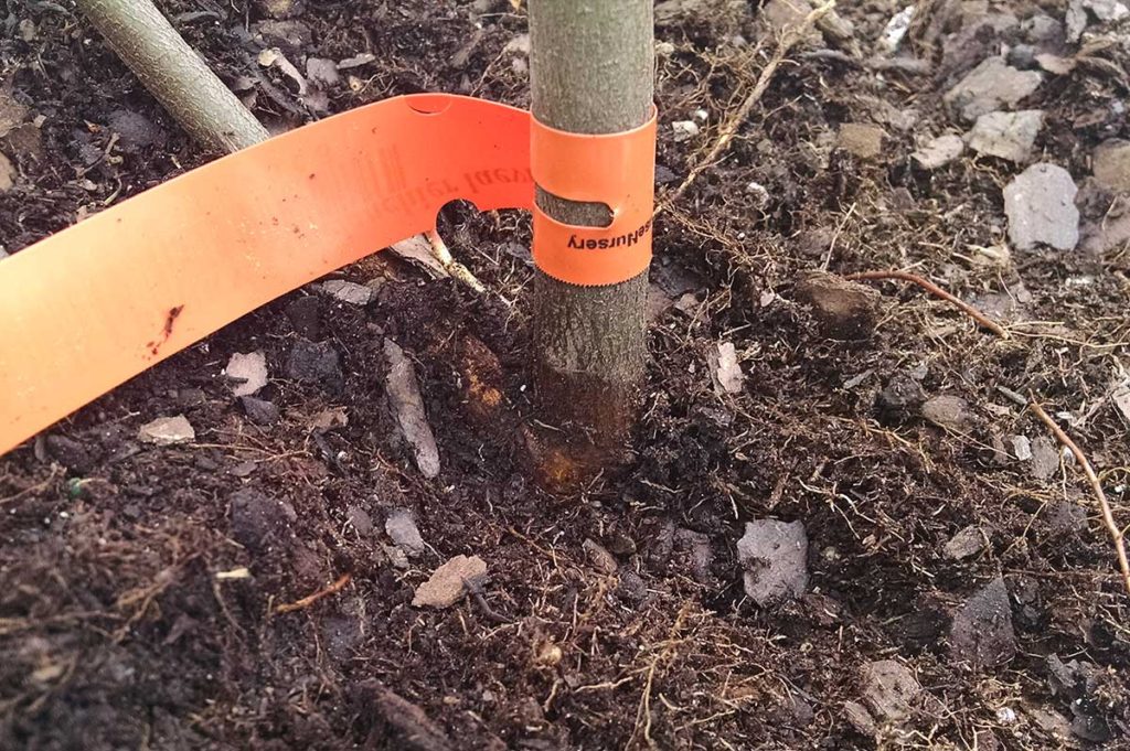 stem of service berry meeting potting medium