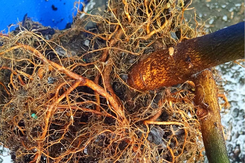 girdling roots on serviceberry