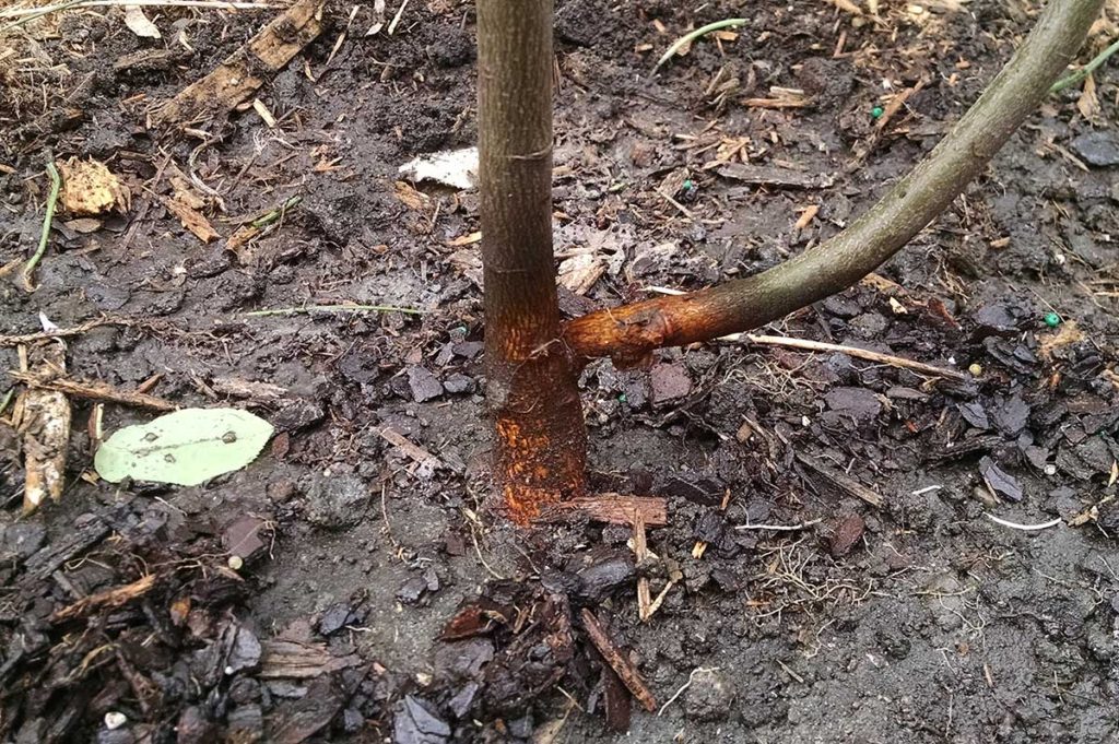 serviceberry planted at grade