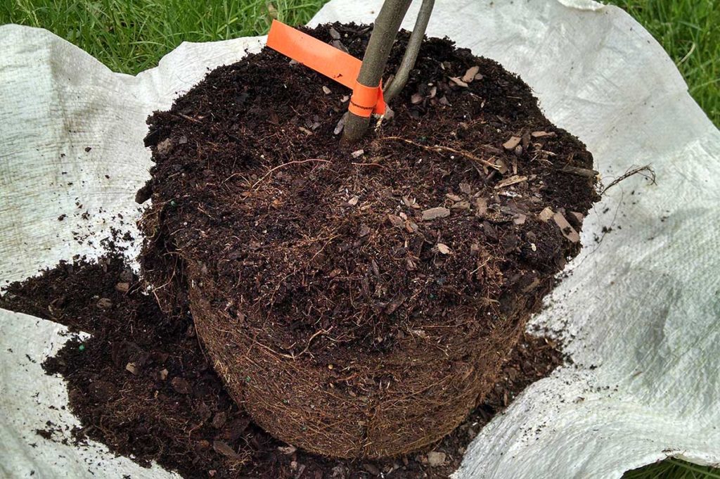 root ball of serviceberry