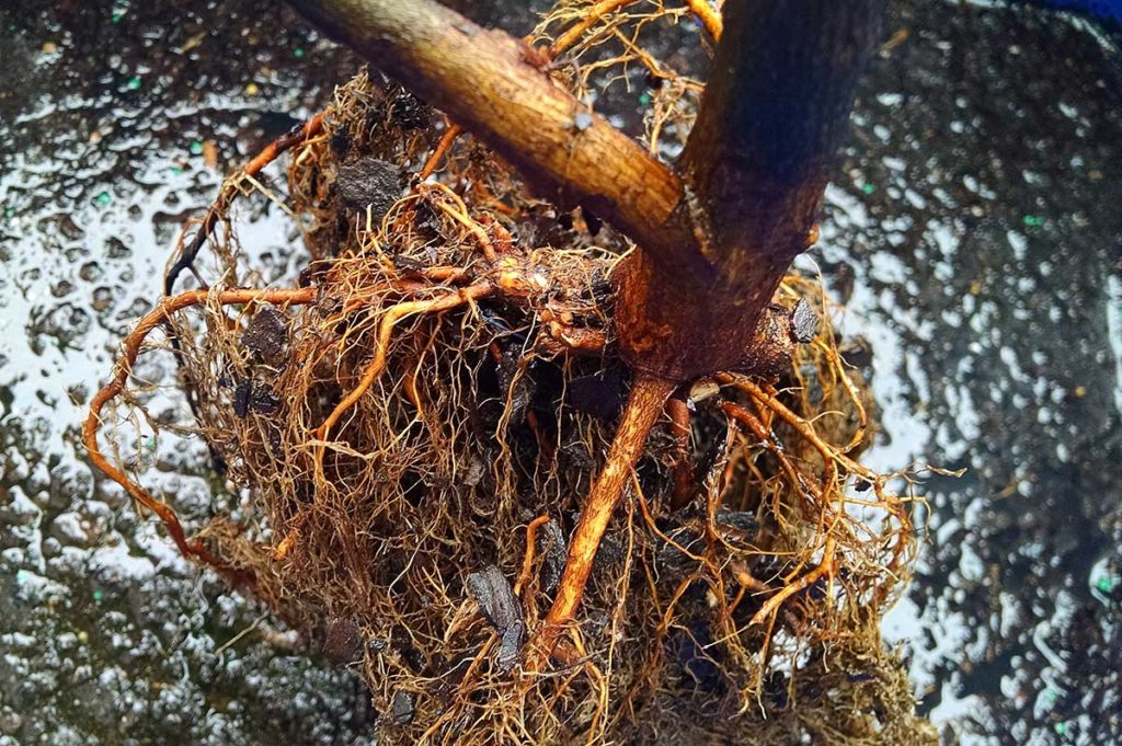 bare root serviceberry