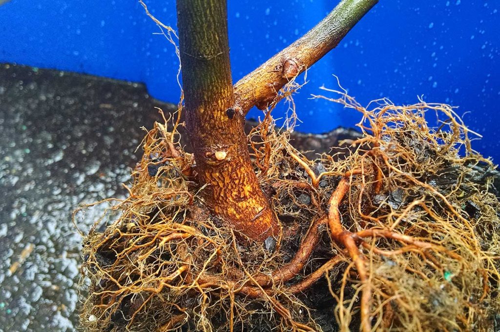 root flare of serviceberry
