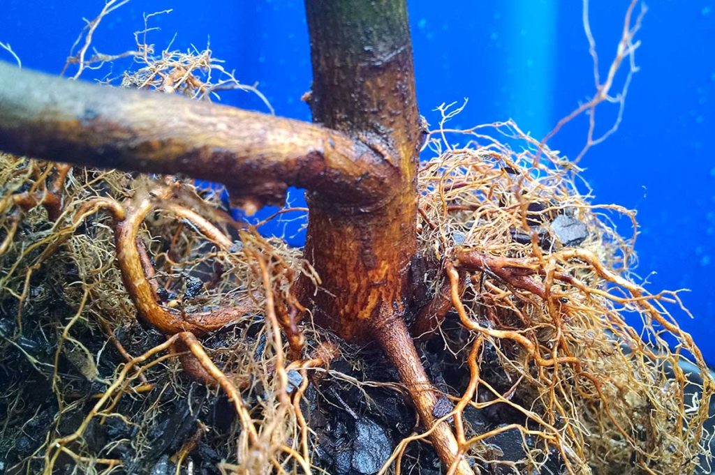 pruned root system