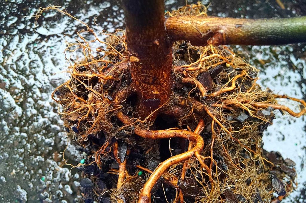 root system with roots removed