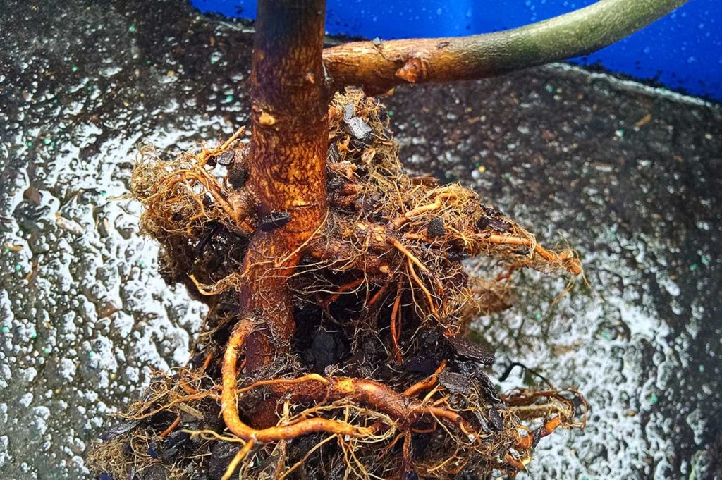 pruned roots on serviceberry