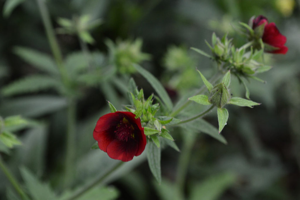 Himalayan Cinquefoil