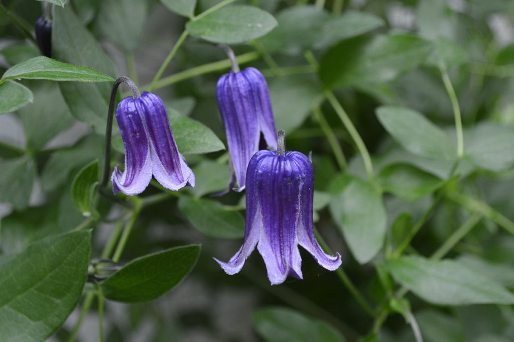 Rooguchi Clematis in Bloom