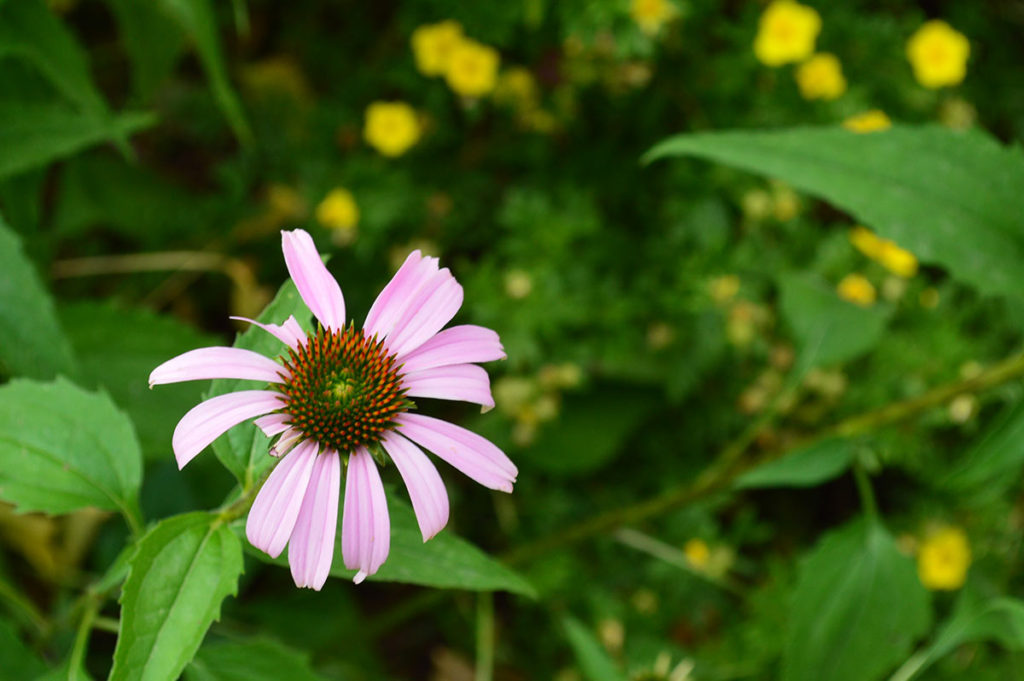 Echinacea