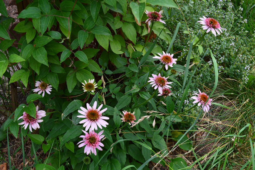 Butterfly Kisses Coneflower