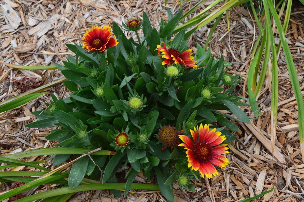 Gaillardia - Arizona Sun