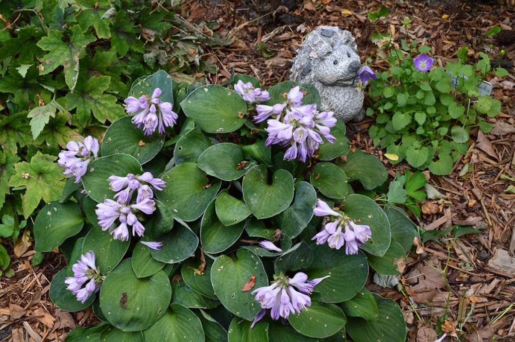 little hosta with hedgehog