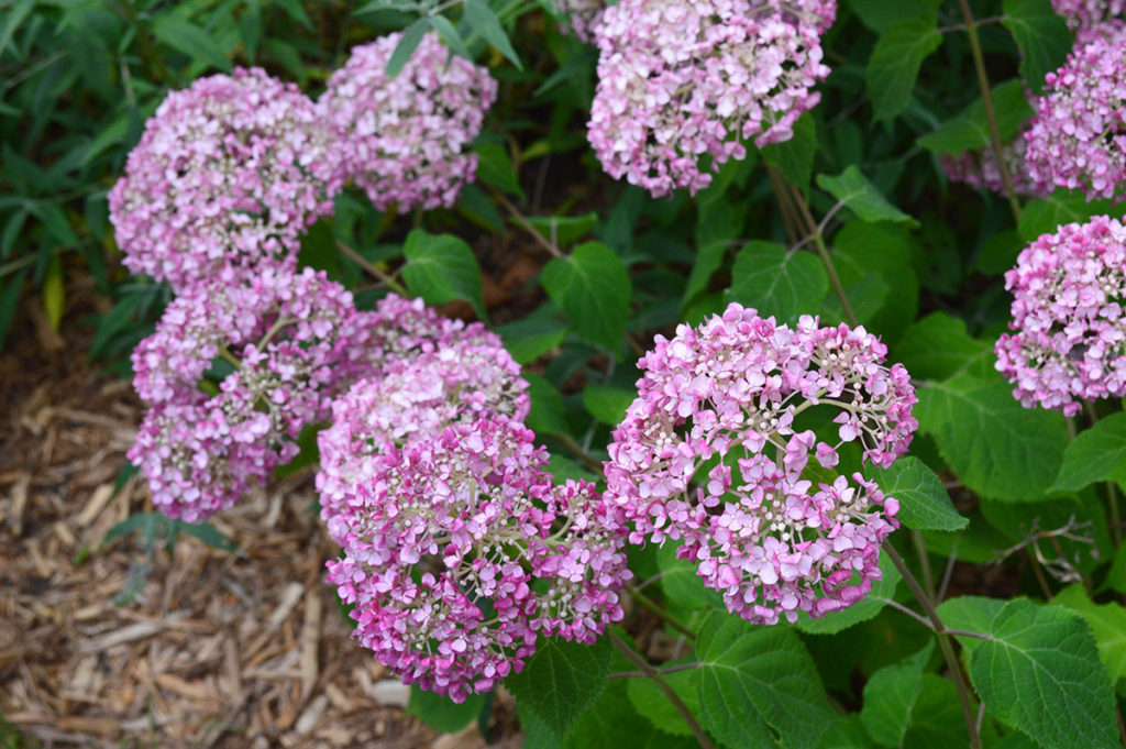 hydrangea in bloom