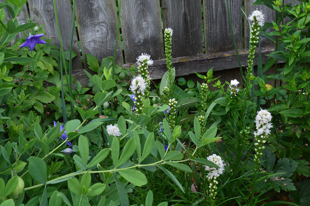 Blazing Star and Balloon Flower