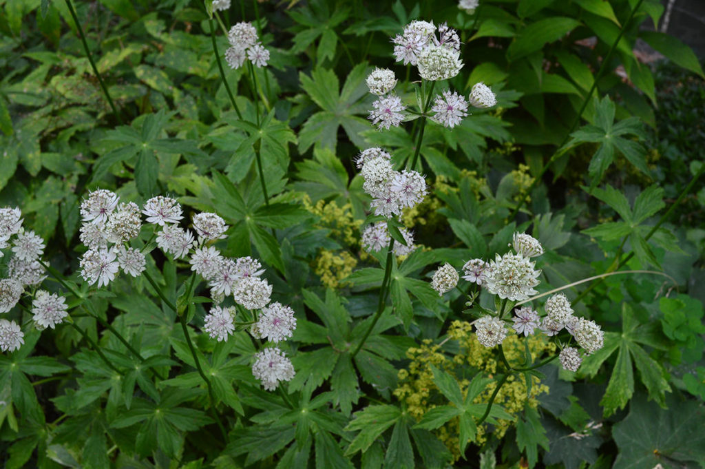 masterwort in bloom