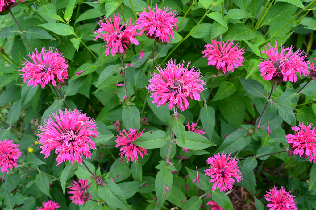 Bee Balm Blooming