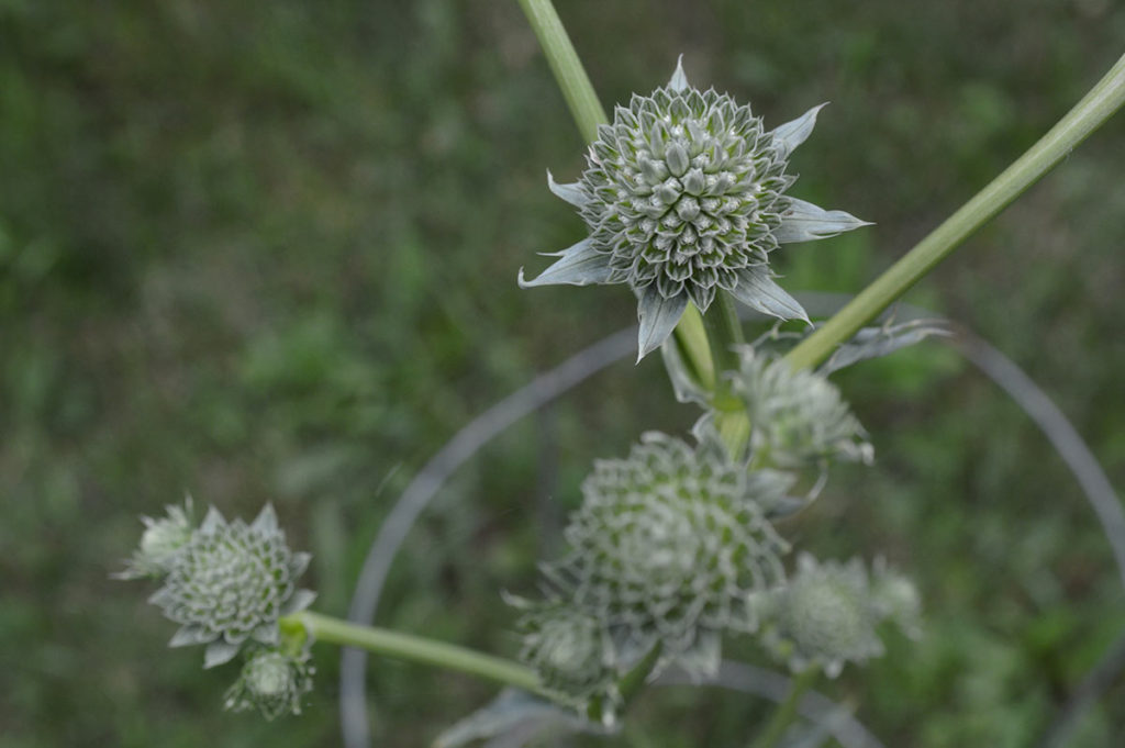 Blooms of Rattlesnake Master