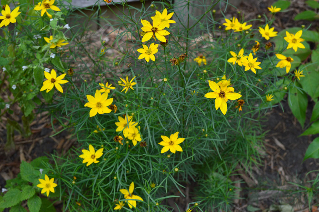 Threadleaf Coreopsis Blooming