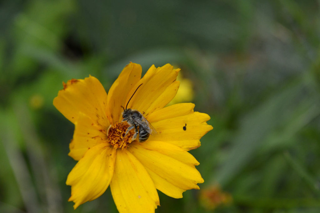 coreopsis