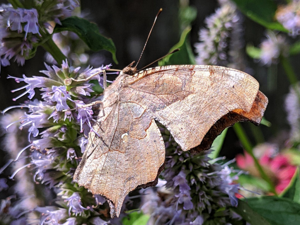 Closeup of Question Mark Butterfly