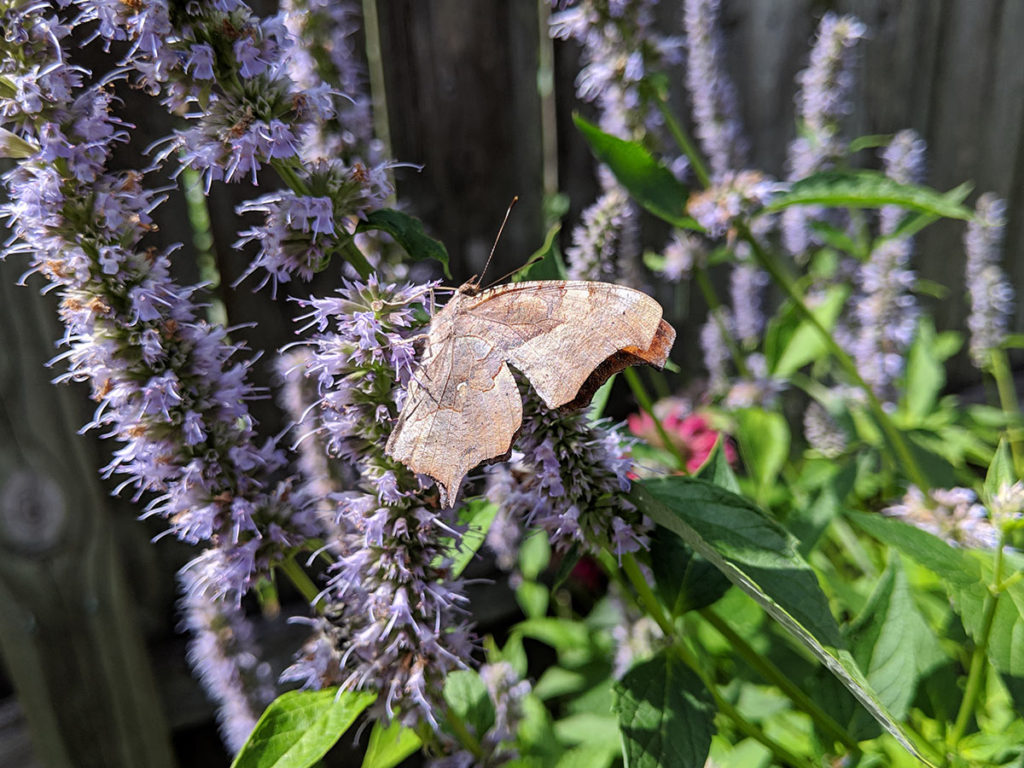 Question Mark on Anise Hyssop