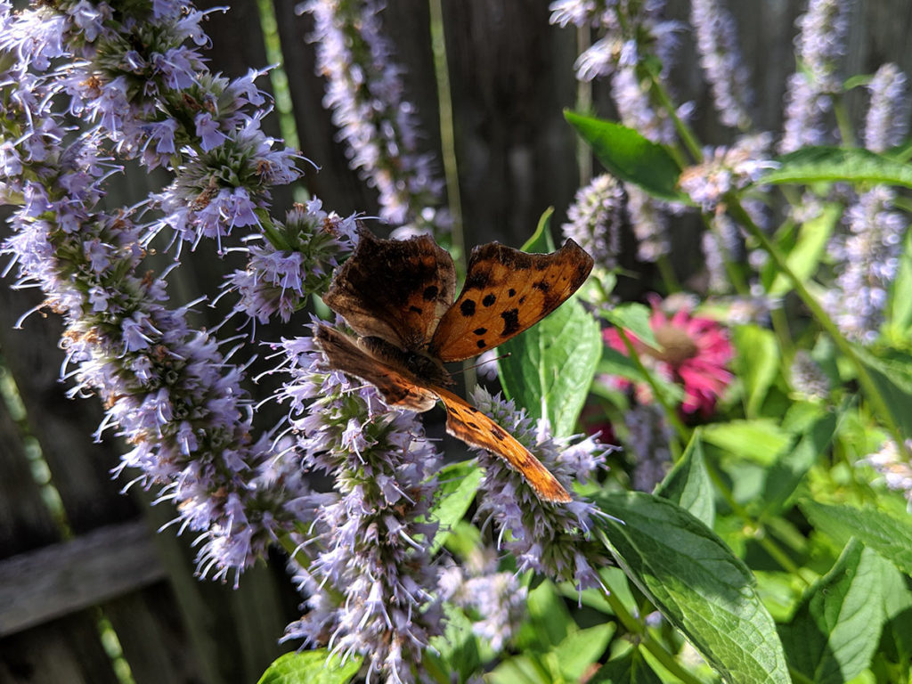 Question Mark Butterfly on Anise Hyssop