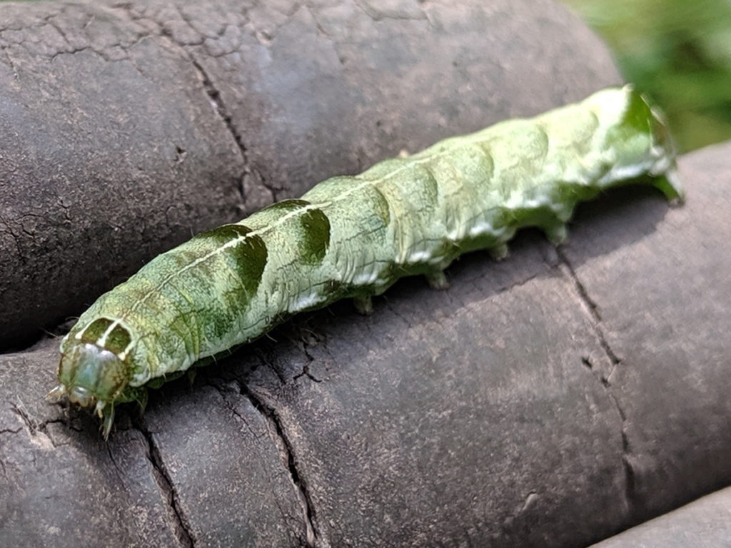 Caterpillar on Glove