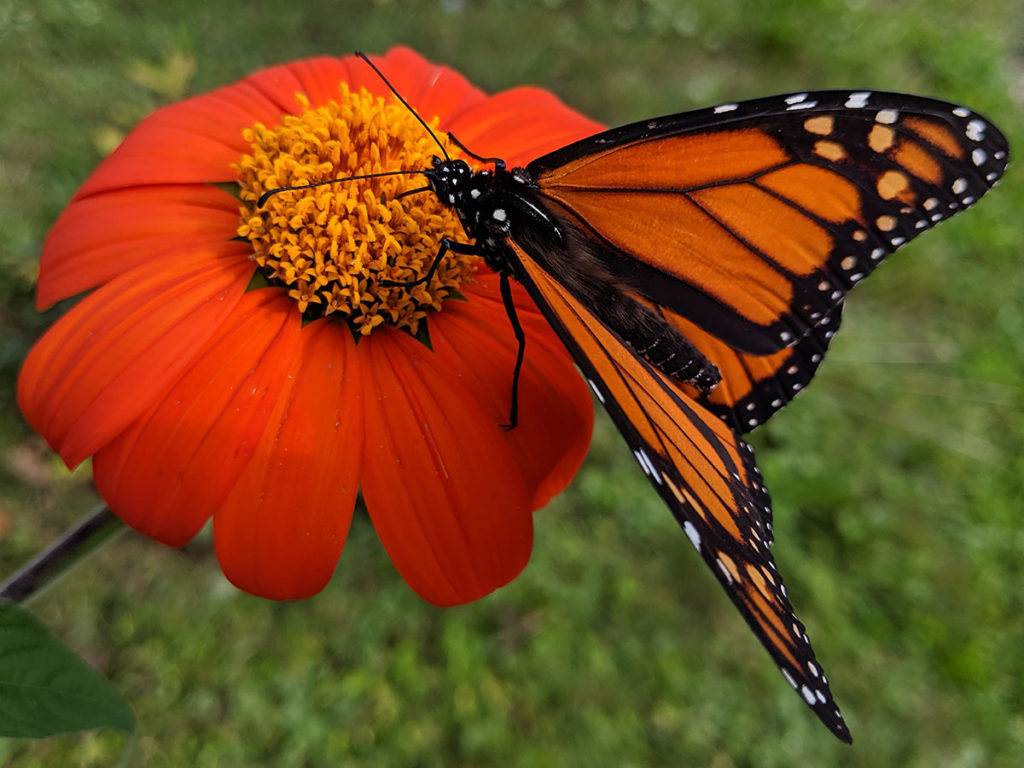 Monarch Butterfly on Mexican Sunflower