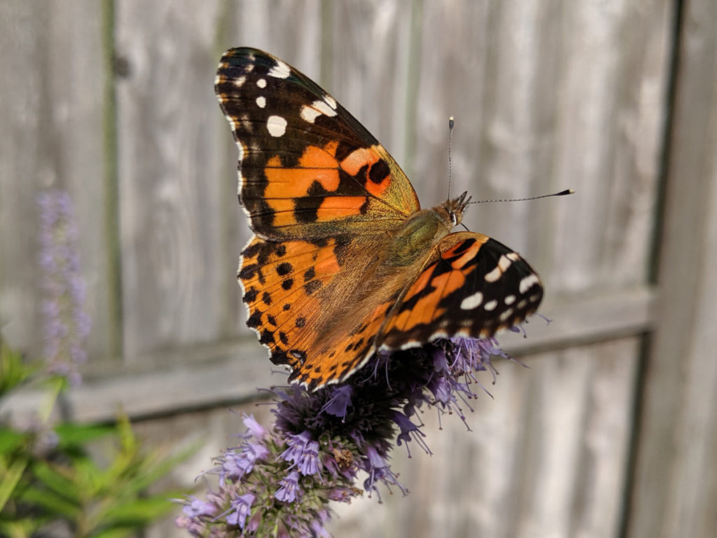 Painted Lady Butterfly on Anise Hyssop