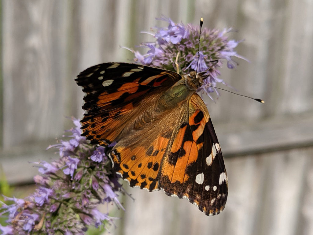 Painted Lady Butterfly