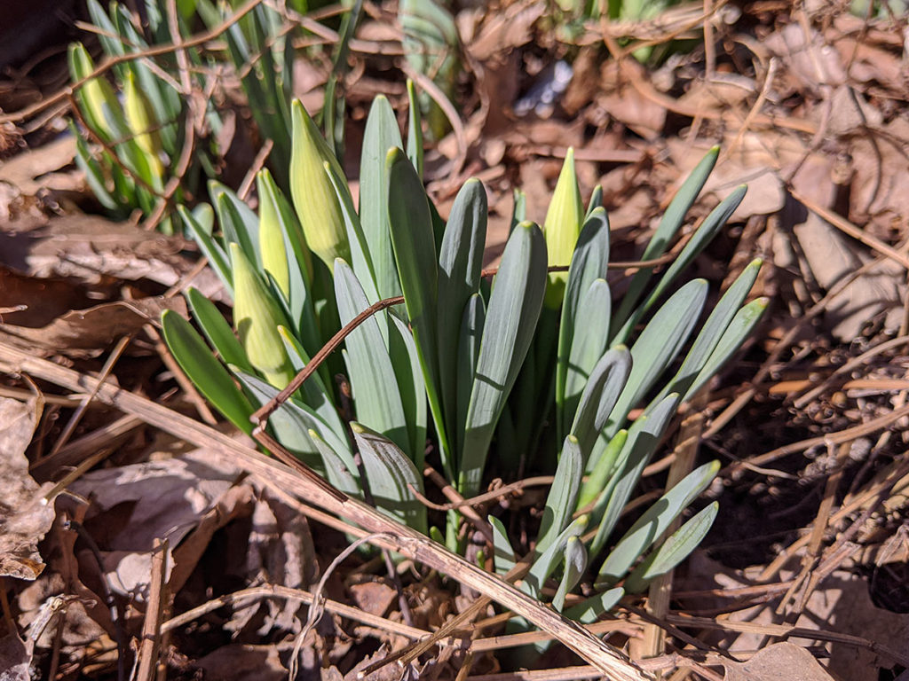 daffodil plants emerging from ground