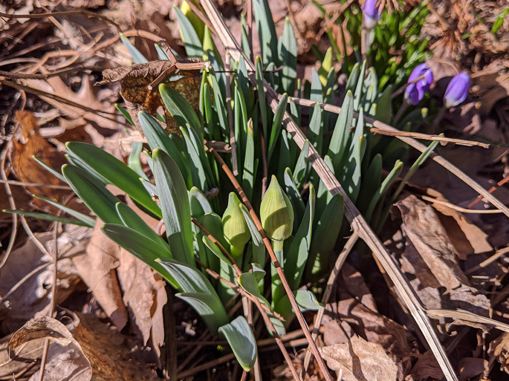 daffodil plants emerging from ground with crocus