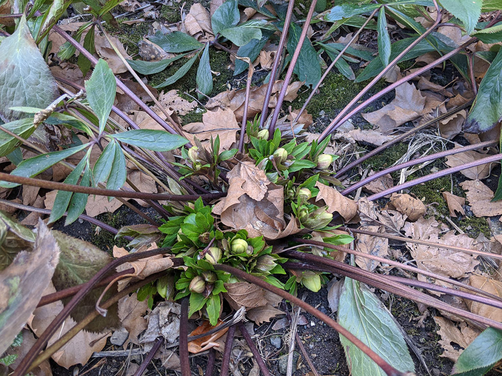 New Growth Emerging from Lenten Rose