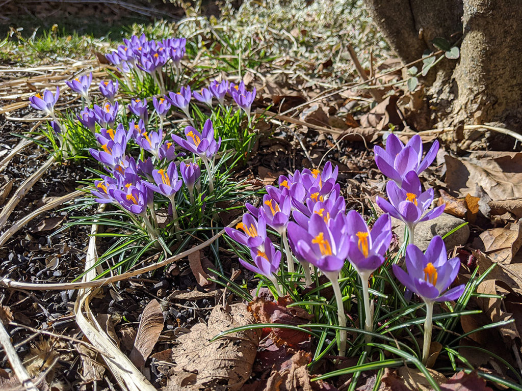 Groupings of Purple Crocus