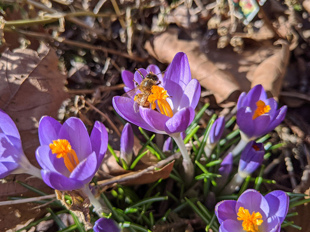 Bee in Blooming Purple Crocus