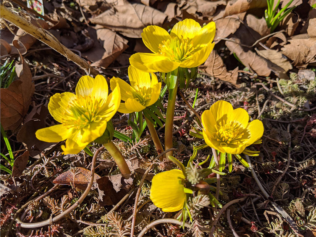 Yellow Blooms of Winter Aconite