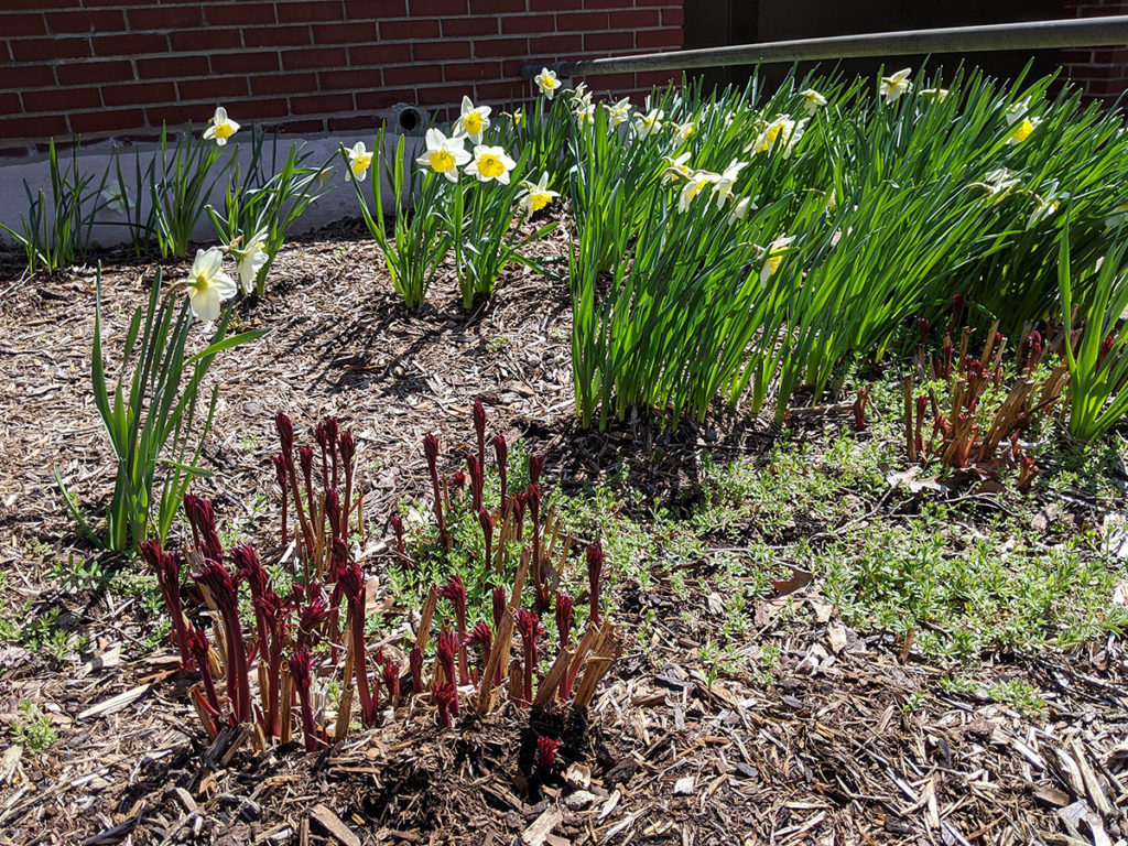 Bed of Daffodils and Emerging Peonies