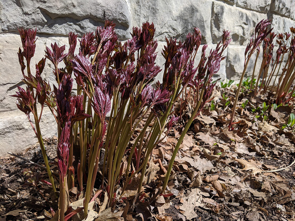 Peonies Emerging from Ground Near Brick Foundation