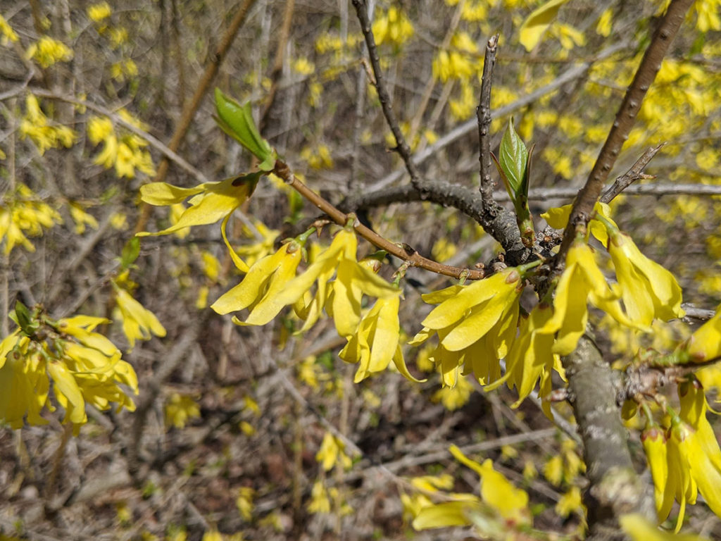 Close Up of Yellow Blooms on Forsythia